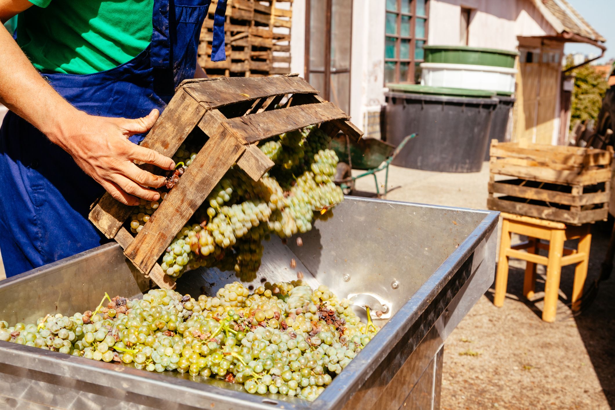 Vinmaker heller druer fra en trekasse.