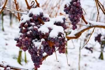 Druer som henger på vinstokken med snø på.