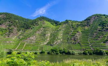 Bratte vinmarker i Mosel.