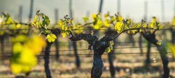 gamle vinstokker i en vinmark i Bordeaux