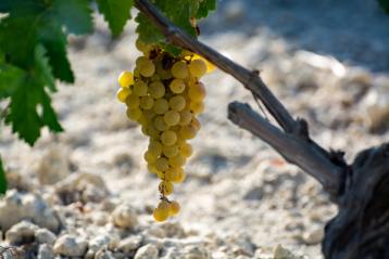 Palominodruer over hvitt kalkholdig albariza-jordsmonn.