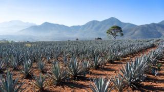 landskap med agaveplanter i Mexico.