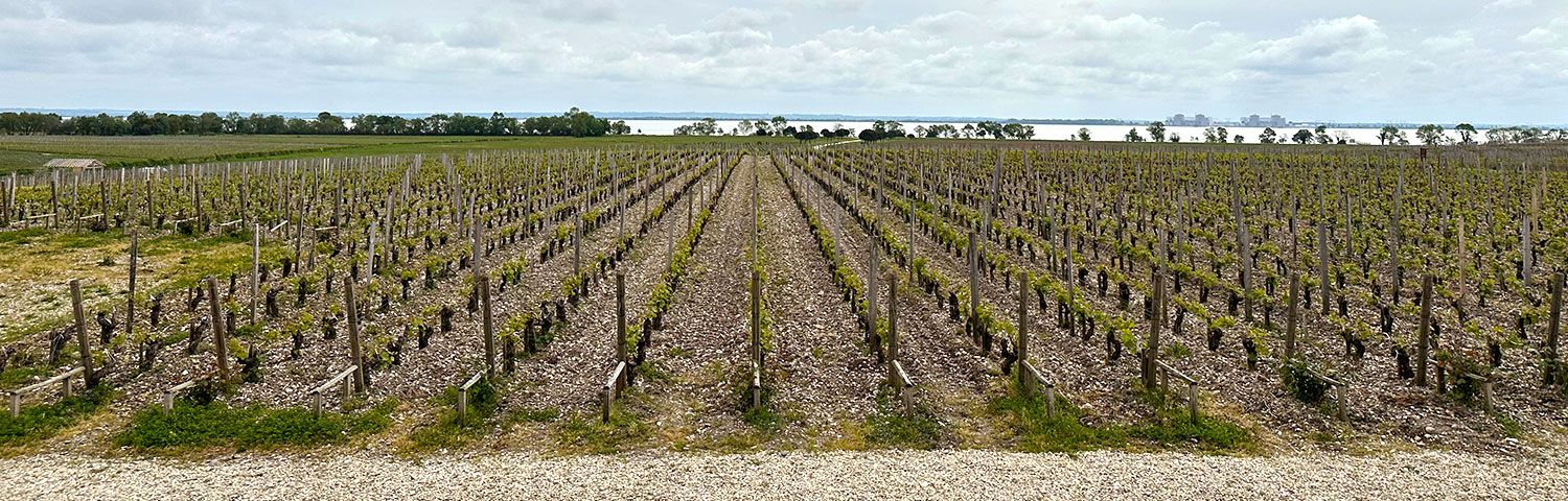 Utsikt over en vinåker i Bordeaux om høsten.