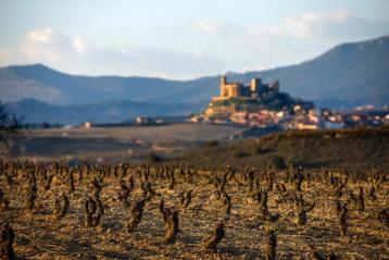 Vinmark i Rioja på vinteren med et slott i bakgrunnen.