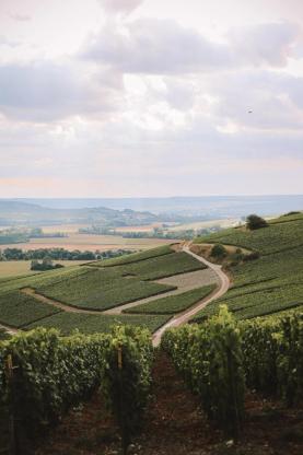Vinmarker i Champagne