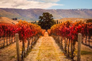 vinmark i Central Otago.