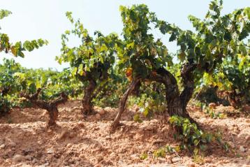 Svært gamle vinstokker i rioja.