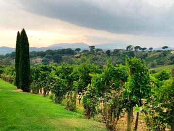 Vinmarker i Irpinia, Campania.