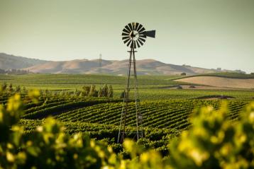 Vinåker i Napa, California med en liten vindmølle.