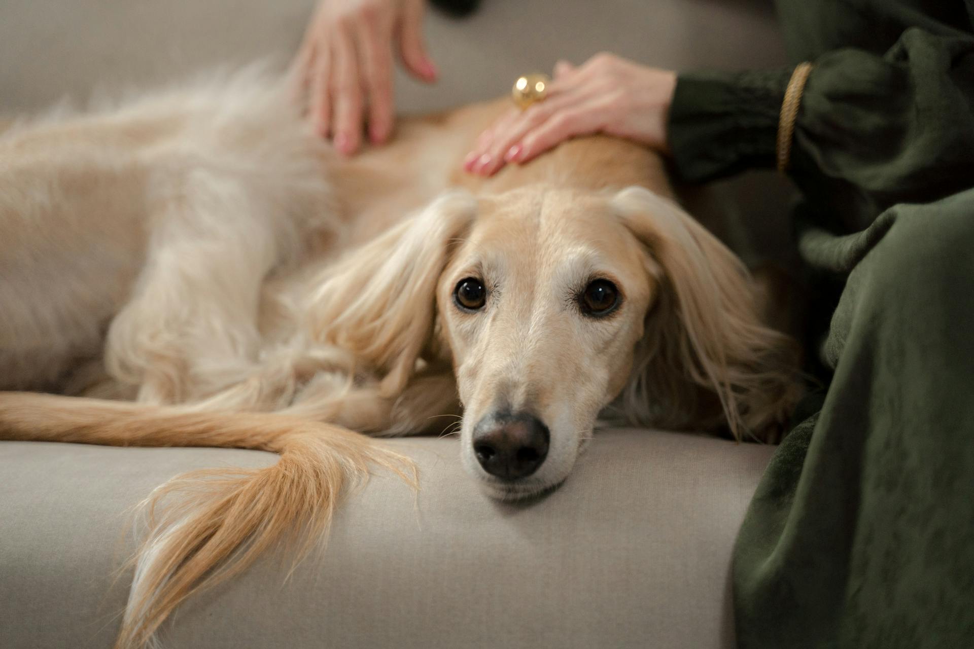 Finding the Best Pet Friendly Assisted Living for Seniors