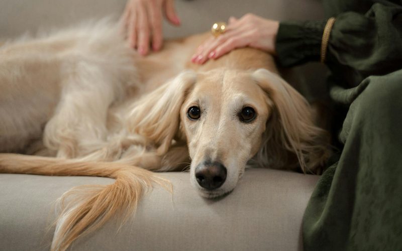 Finding the Best Pet Friendly Assisted Living for Seniors