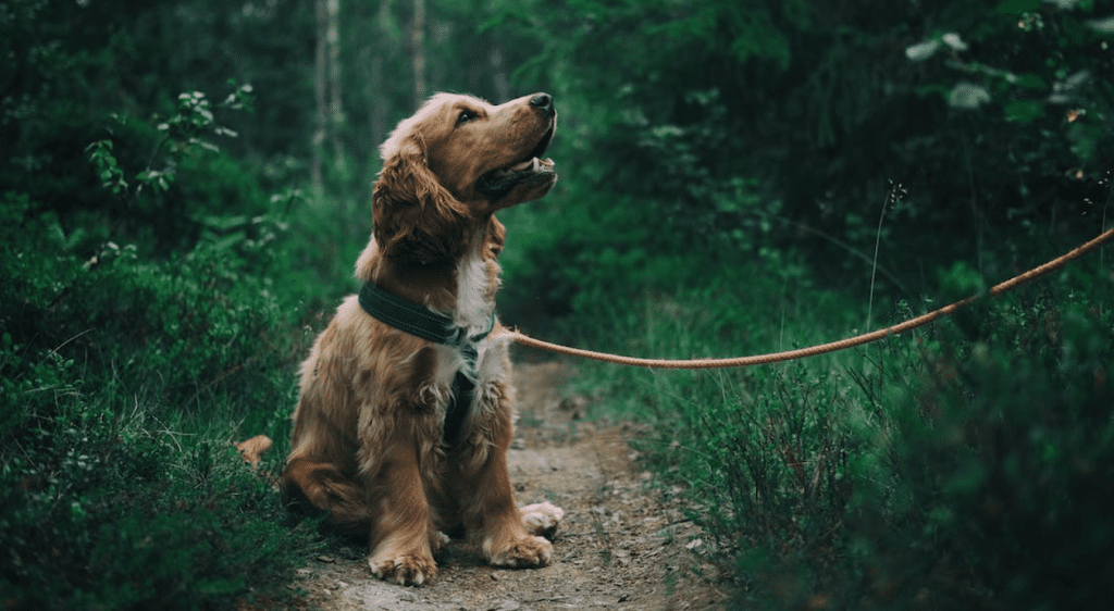 Comprehensive Guide to Pet Care for Seniors