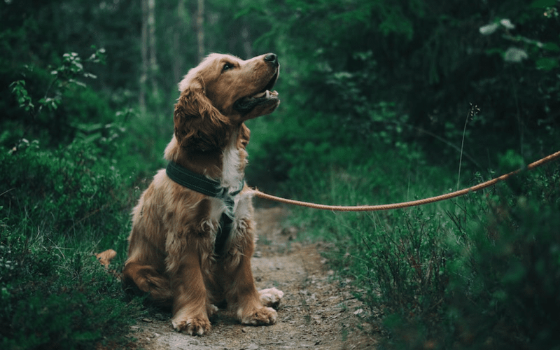 Comprehensive Guide to Pet Care for Seniors