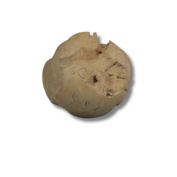 Yellowwood Root Ball x