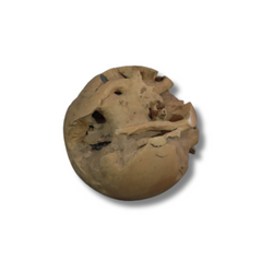 Yellowwood Root Ball