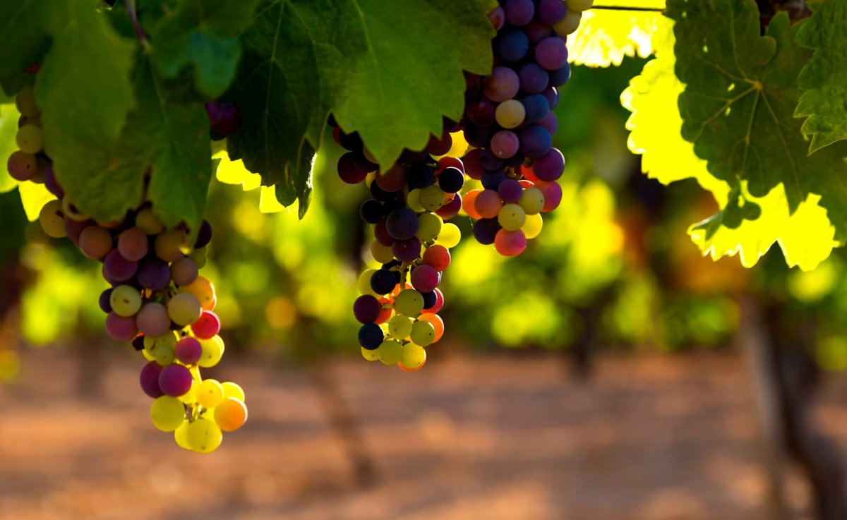 Vineyard vacation rental — couple enjoying a glass of wine