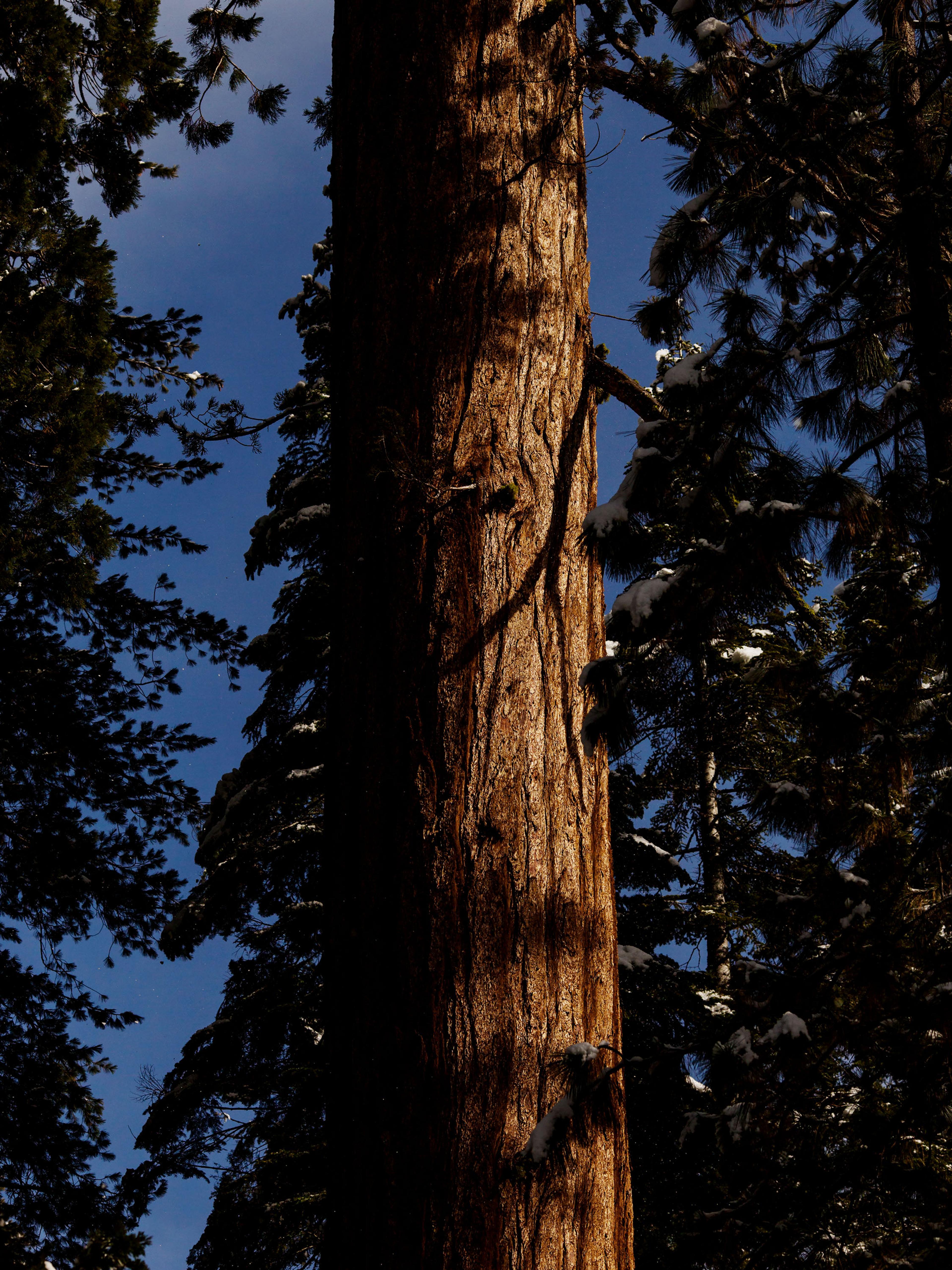 Anne-Sophie Soudoplatoff