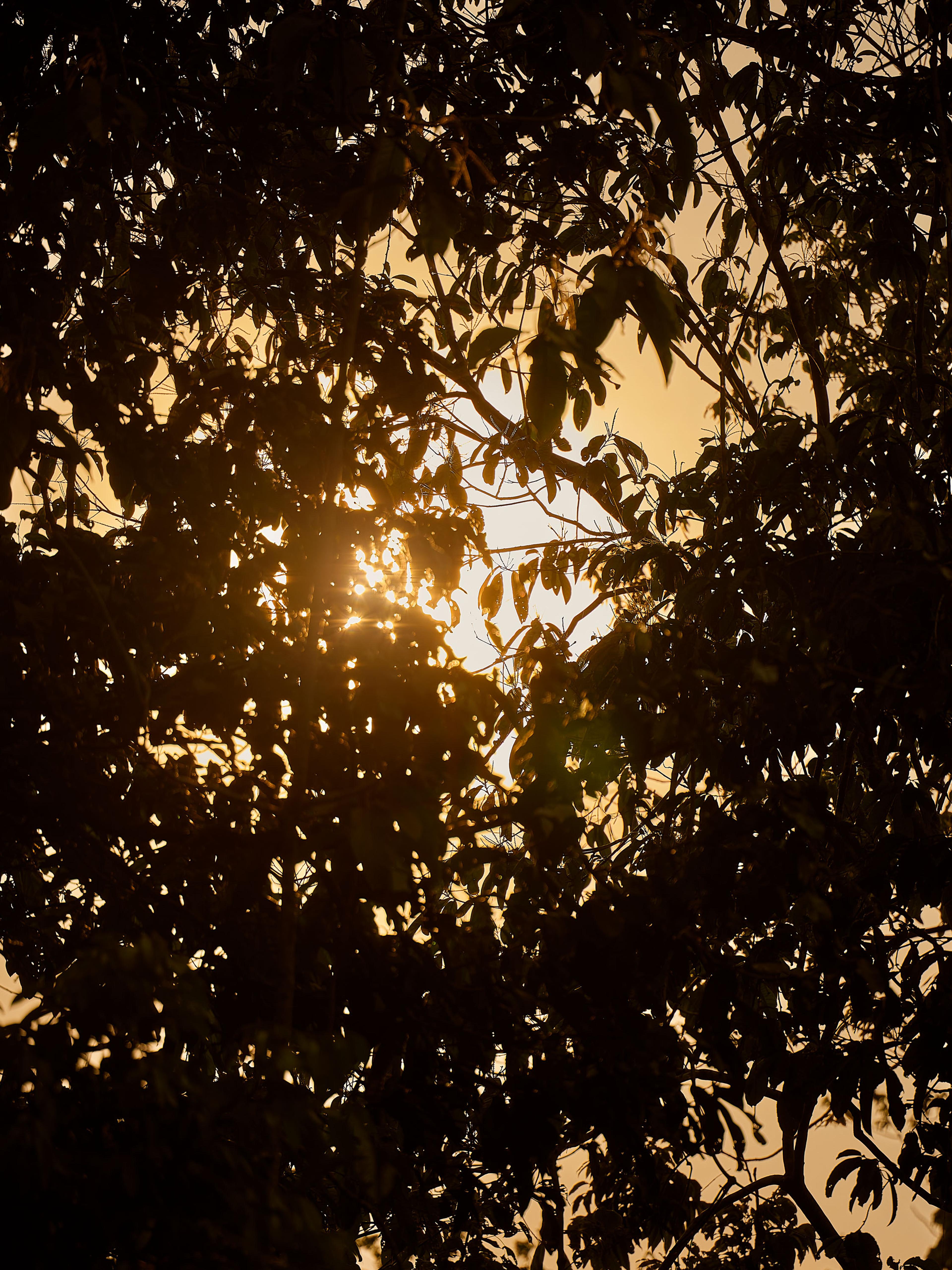 Anne-Sophie Soudoplatoff