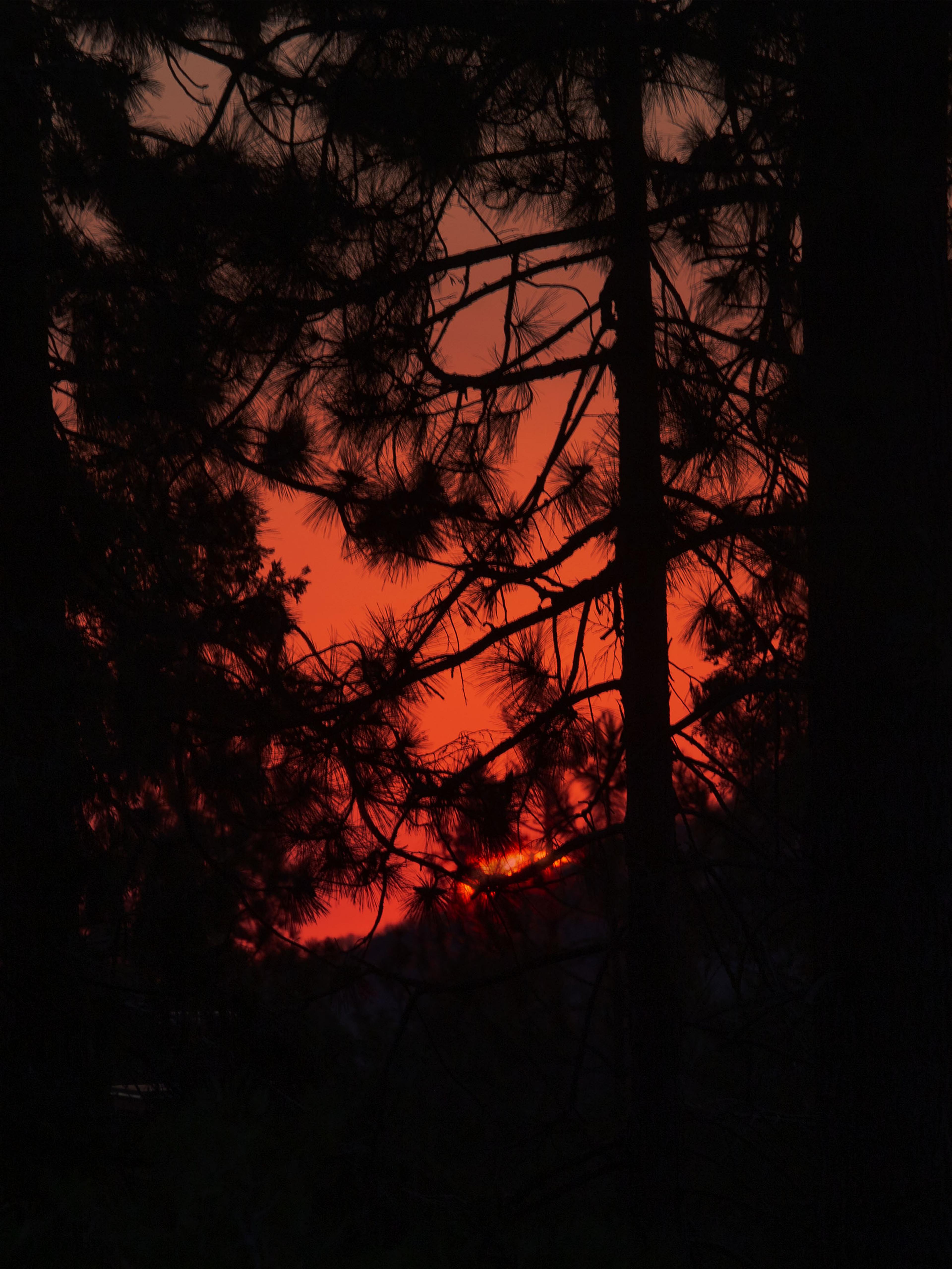 Anne-Sophie Soudoplatoff