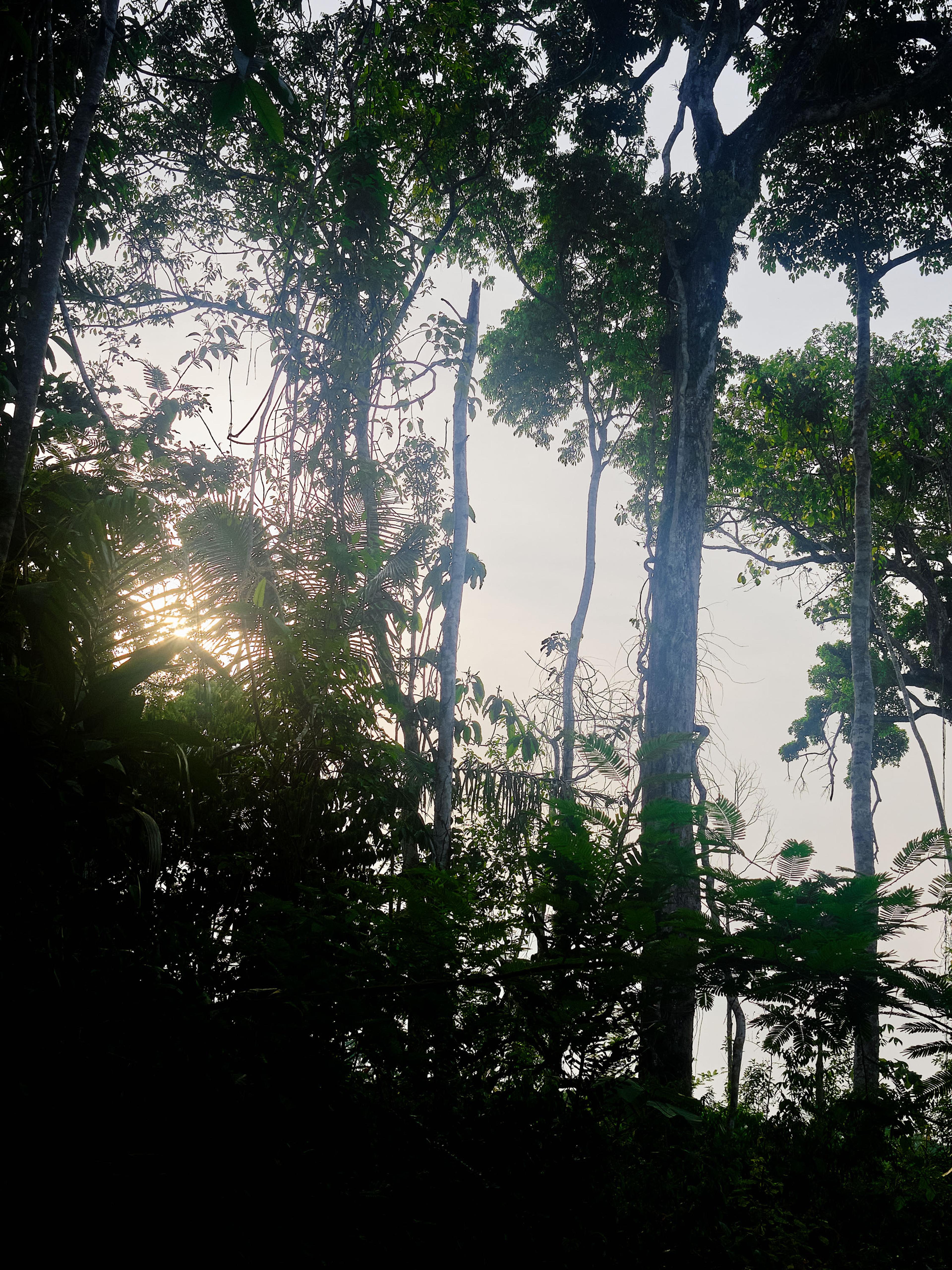 Anne-Sophie Soudoplatoff