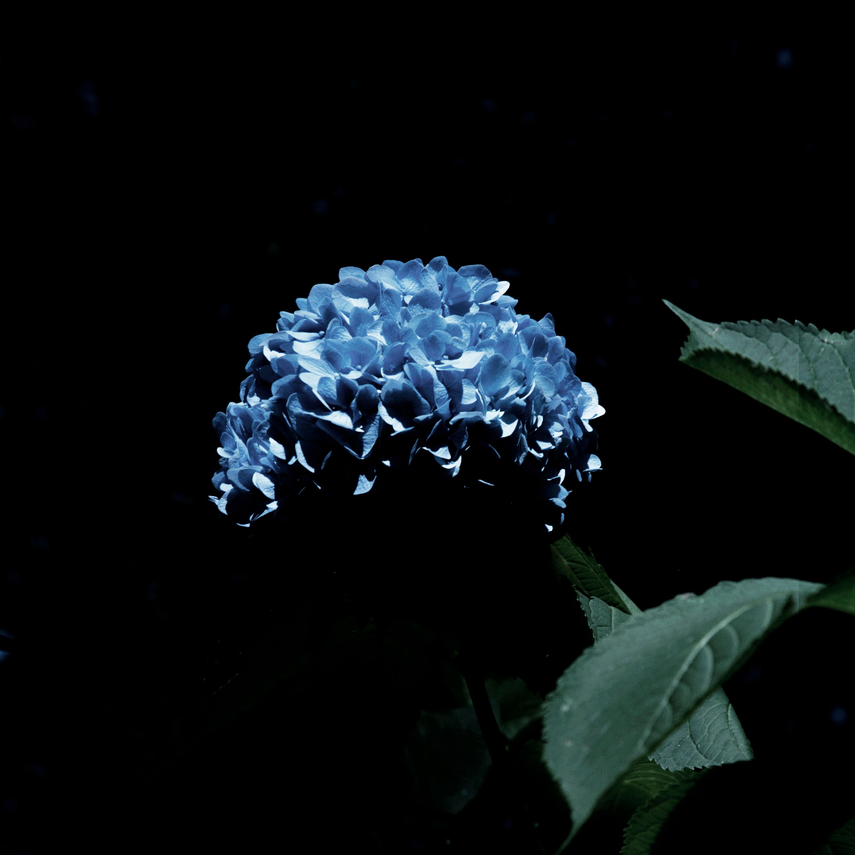 Anne-Sophie Soudoplatoff