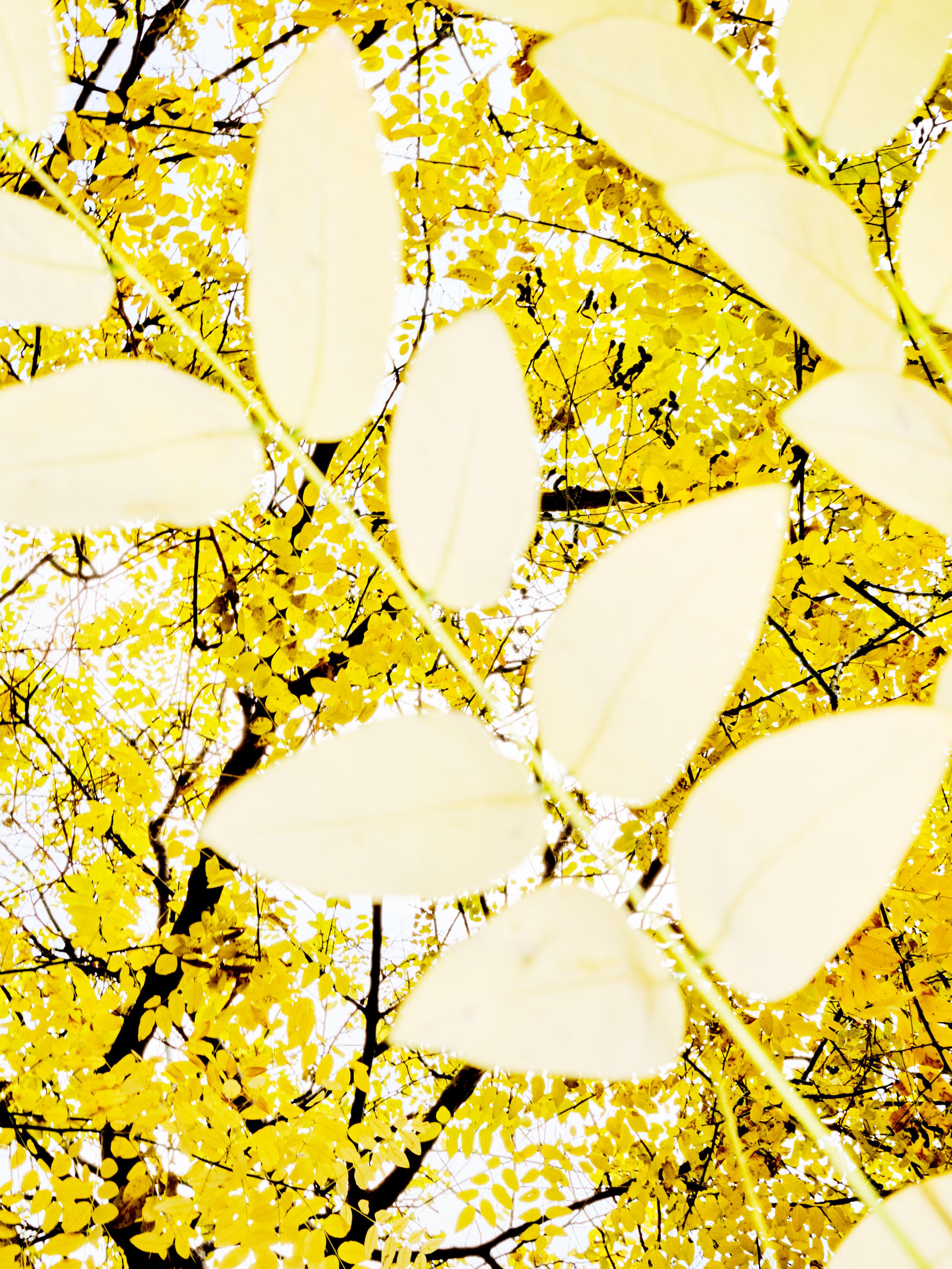 Anne-Sophie Soudoplatoff