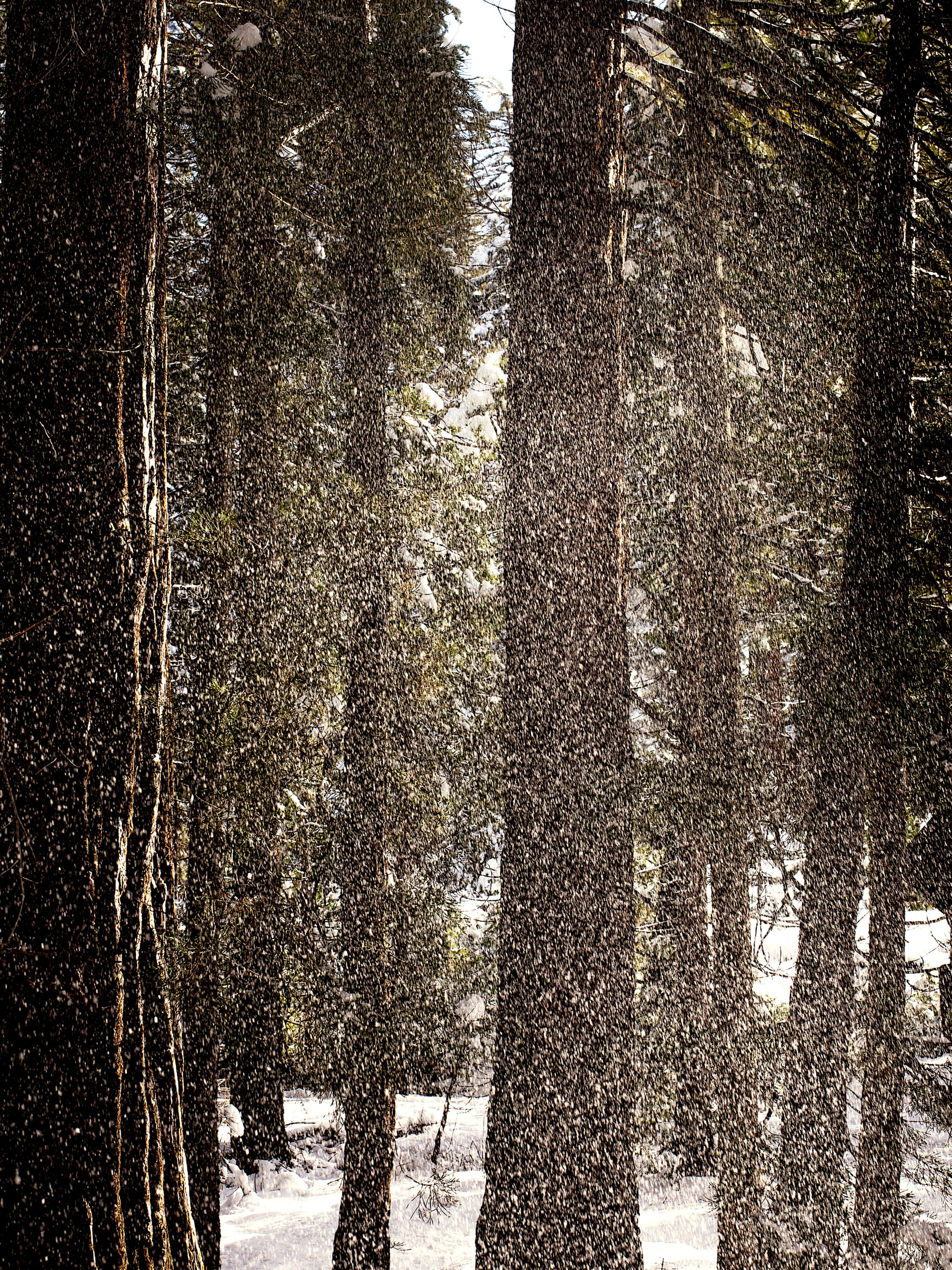 Anne-Sophie Soudoplatoff