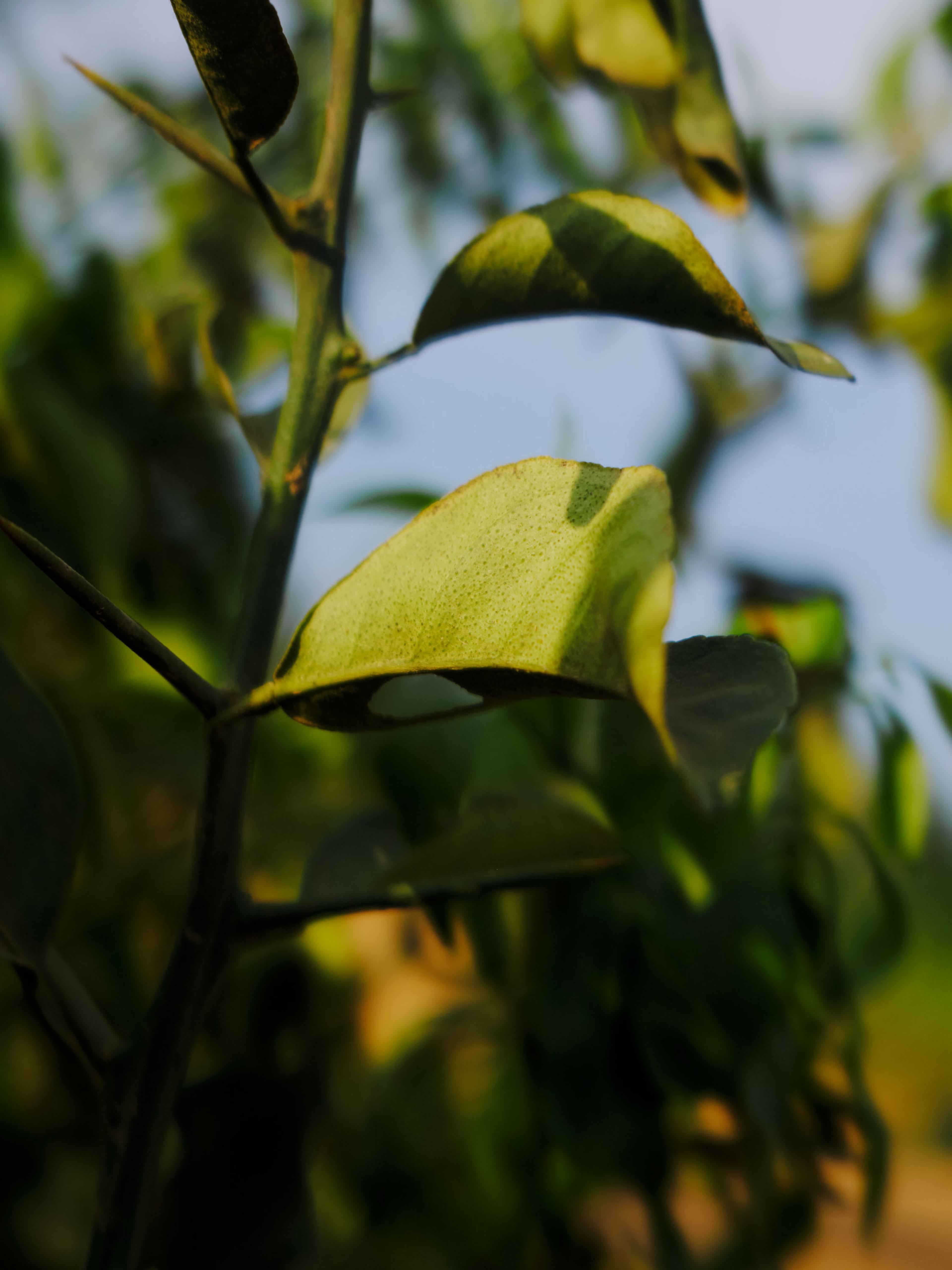 Anne-Sophie Soudoplatoff