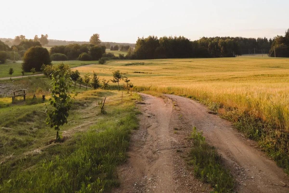 Camino de terracería entre pastizales y un campo de trigo al atardecer