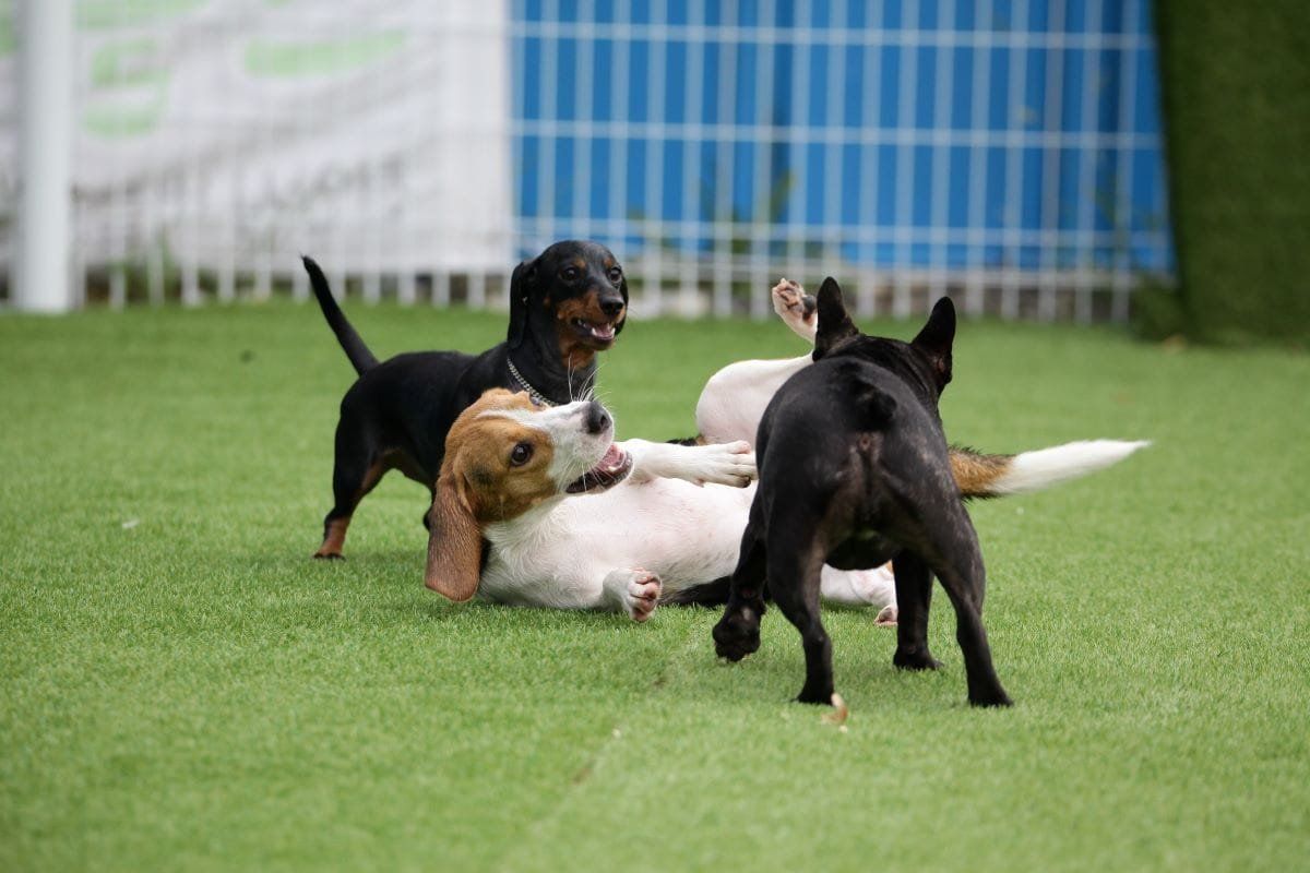 césped artificial guardería canina