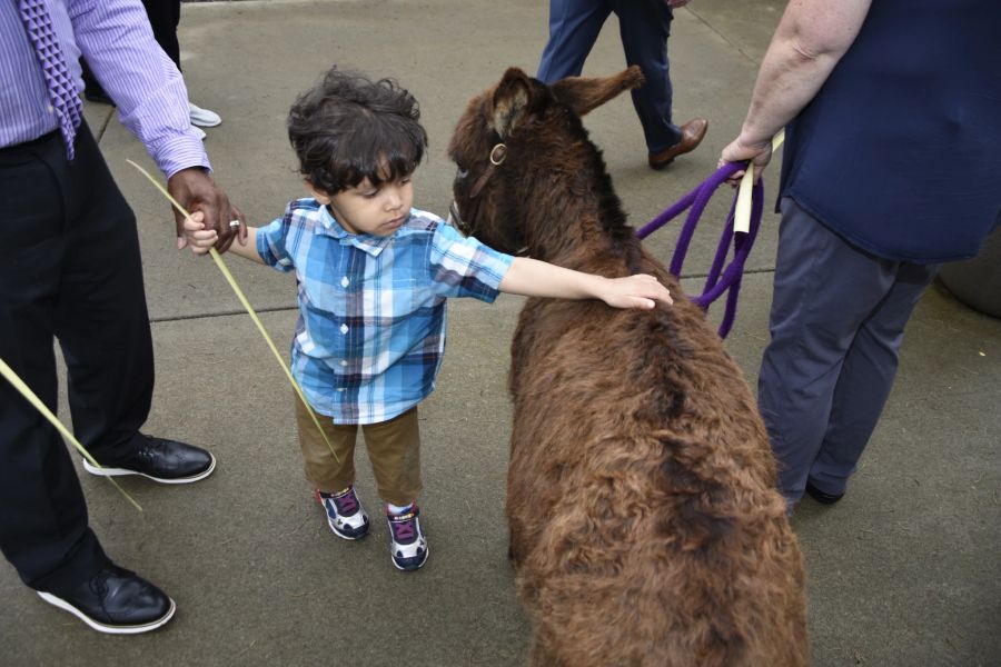 little boy petting a goat