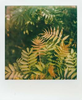 It comes and it goes. Farn.