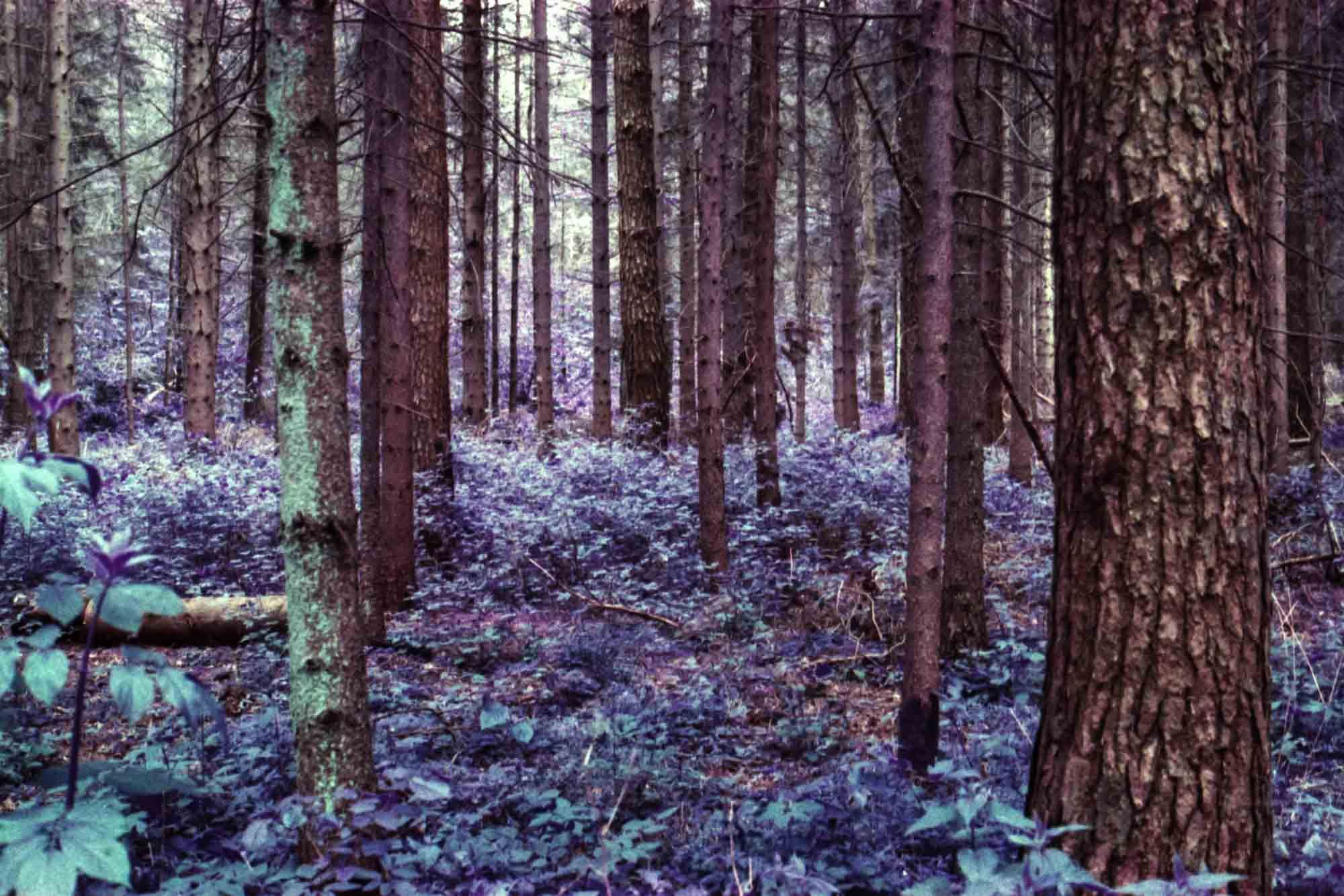 Wood with purple plants.