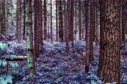 Wald. Wald mit purpurnen Blättern.