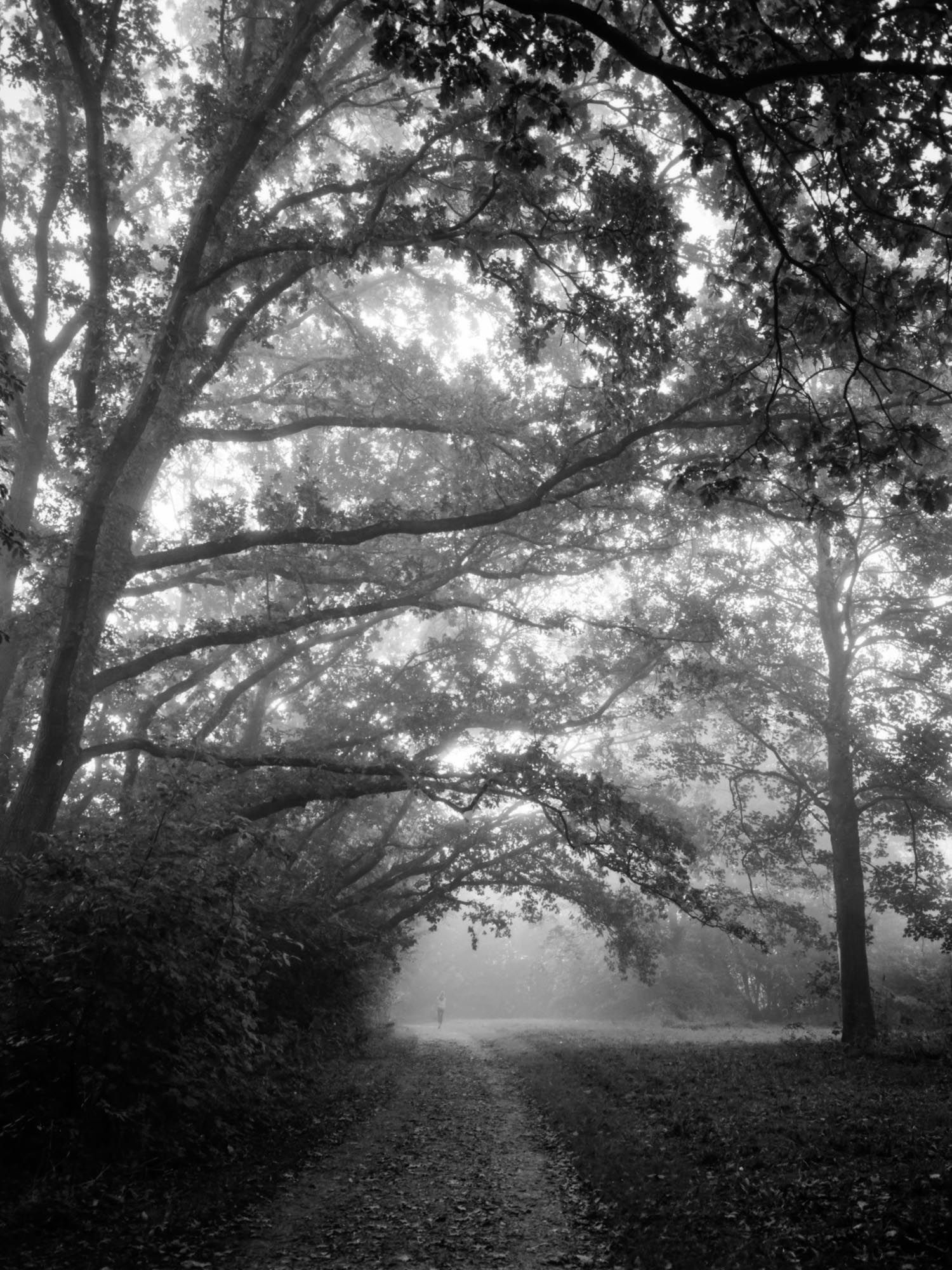 A group of trees by the path, their branches forming a natural canopy as fog drifts through the leaves. Taken on Ilford FP4+ film.