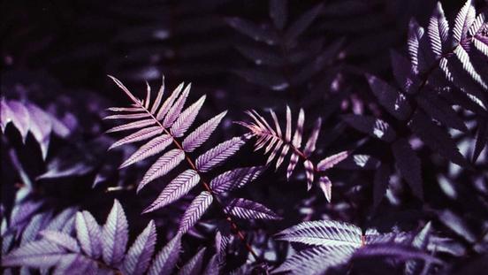 Fotoserie: Wakenitz mit dem LomoChrome Purple Film aufgenommen