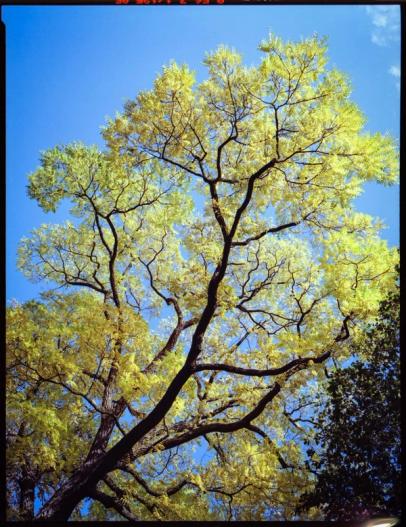 Autumn tree with yellow leaves and blue sky.