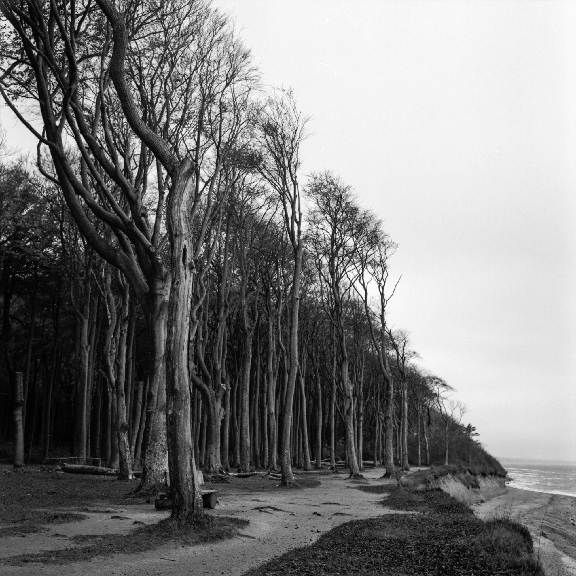 The image shows the strength of the trees and the dynamic nature of the cliffs.