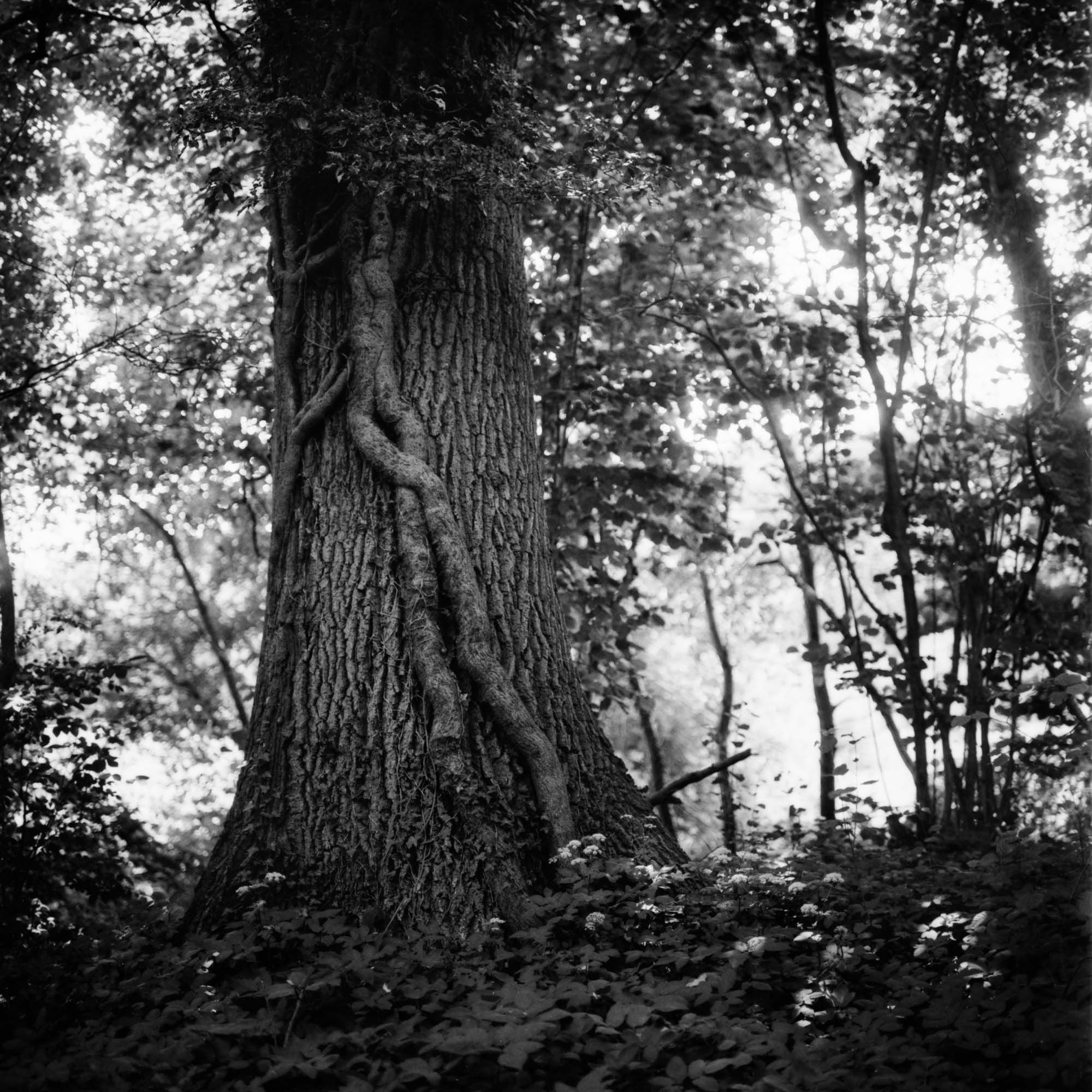 A tree is gently wrapped in climbing vines, rooted in silence. 