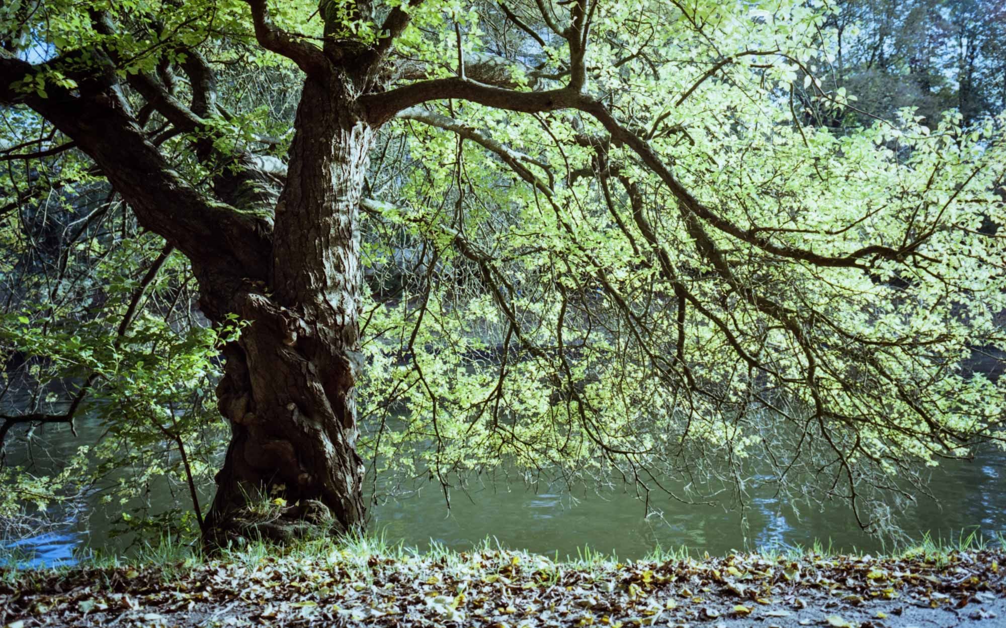 Tree with fallen leaves in the sun.