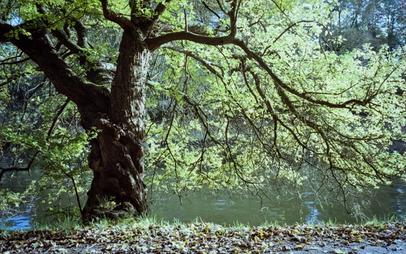 Tree with fallen leaves. Baum mit abgefallenen Blättern in der Sonne.