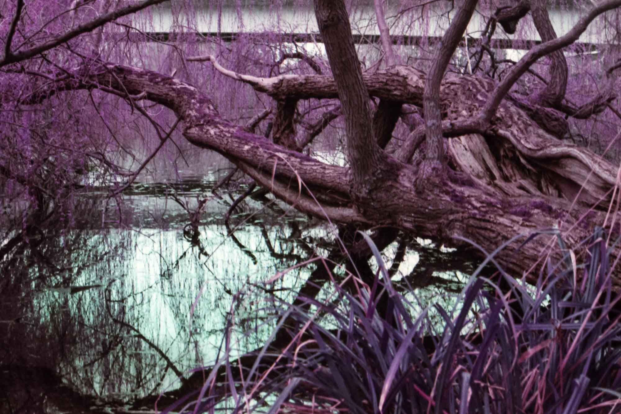 Fallen tree with purple surroundings.