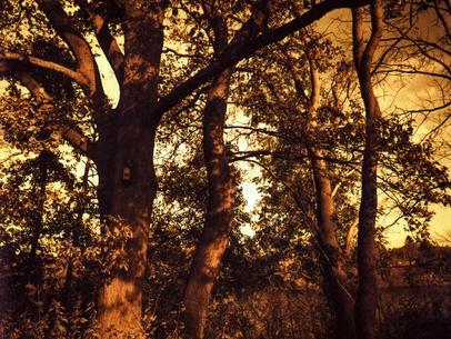 Trees and a bird house. Trees in red light.