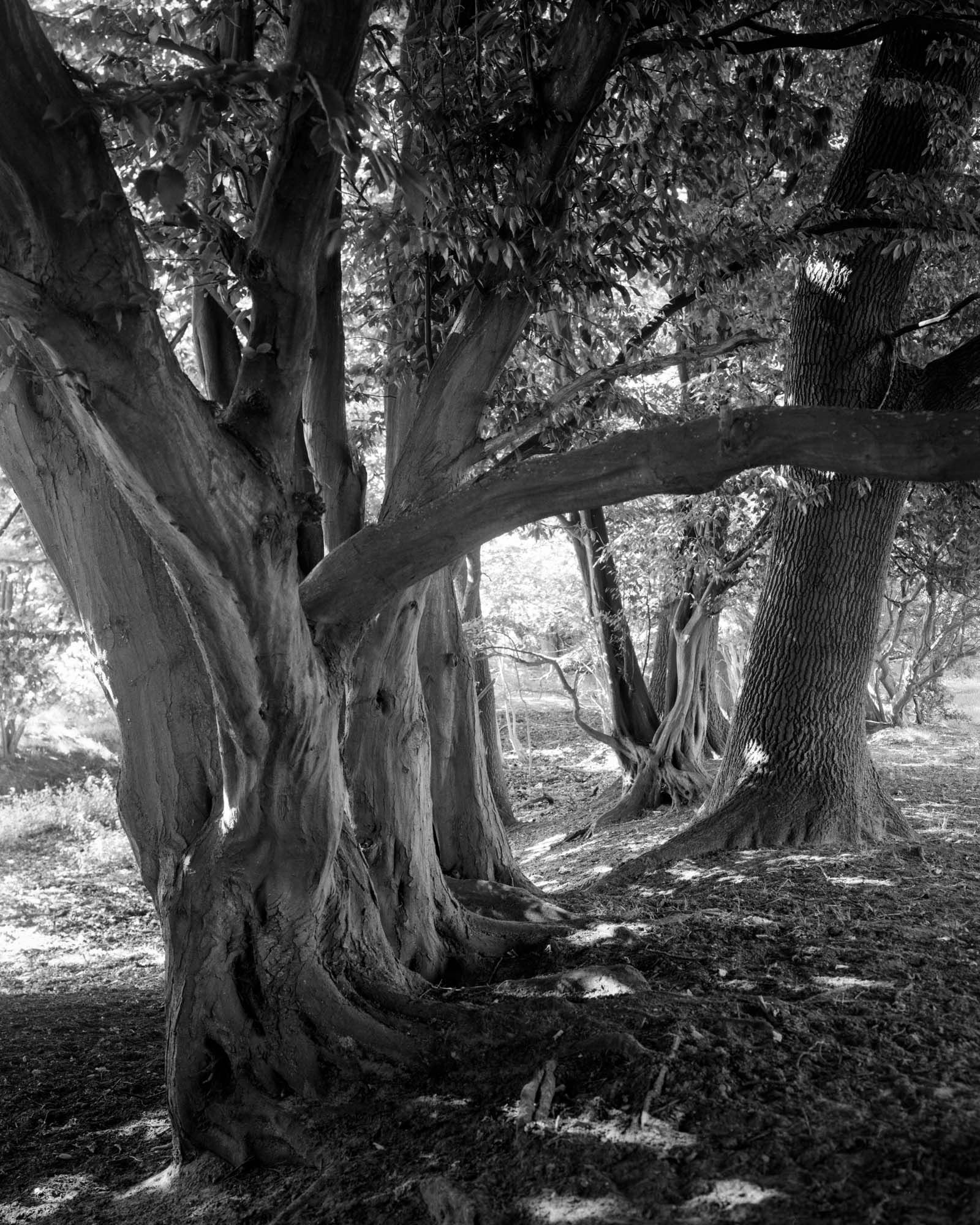 A tranquil group of ancient trees whose presence evokes stillness and timelessness.