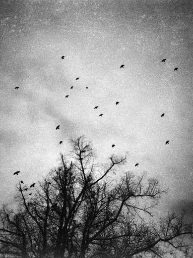 Flying birds on anlog film | On expired Ilford Delta 3200 developed in Ilfosol 3 Flying birds
