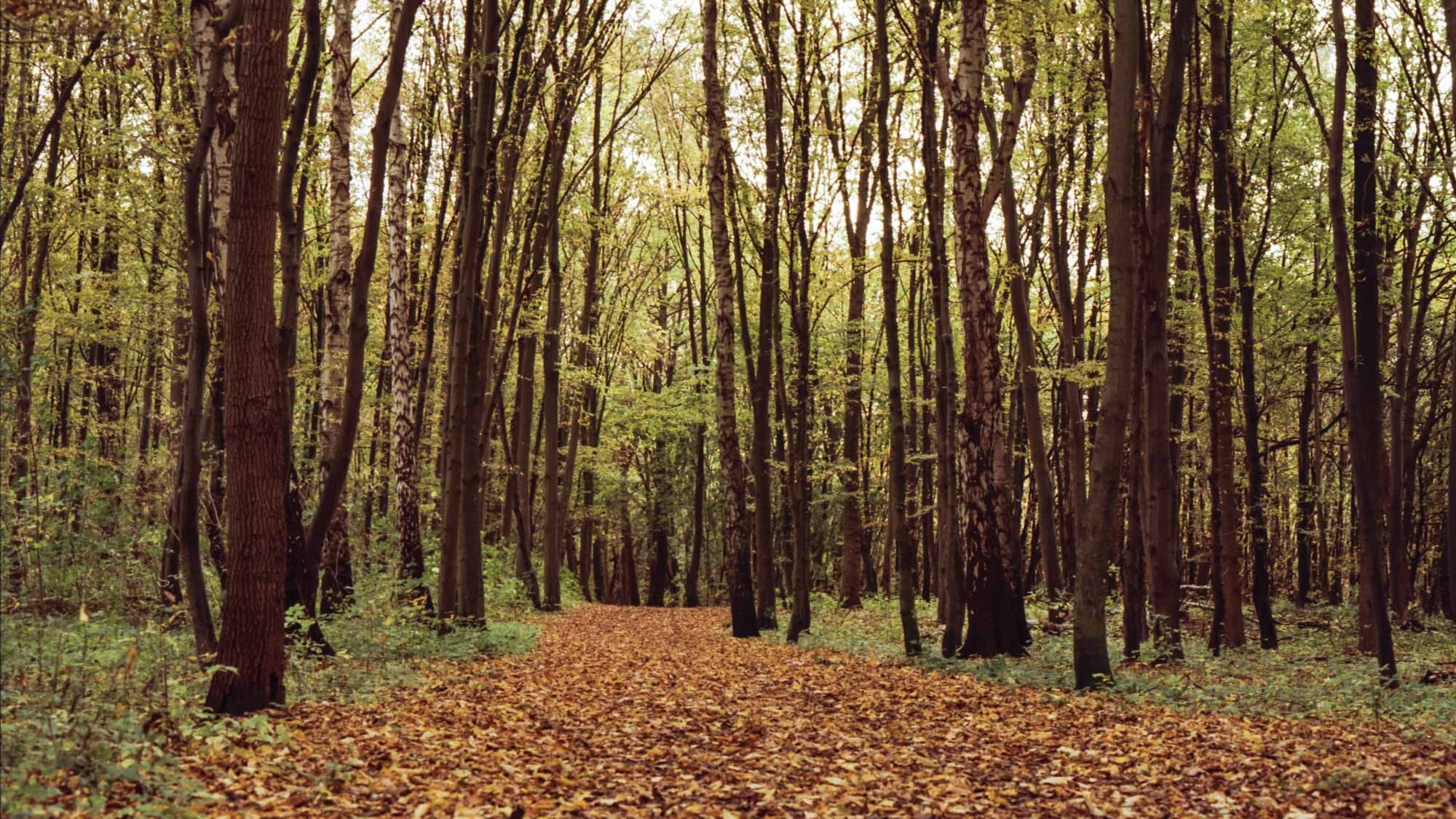 Autumn forest with a path through trees