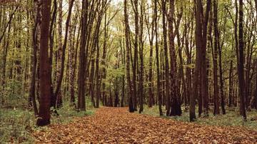 Stay Inspired. Autumn forest with a path through trees