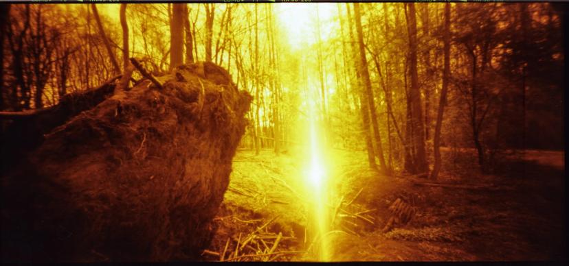 Waldansicht mit vielen Bäumen und in der Mitte ein beeindruckender Lichtstrahl.