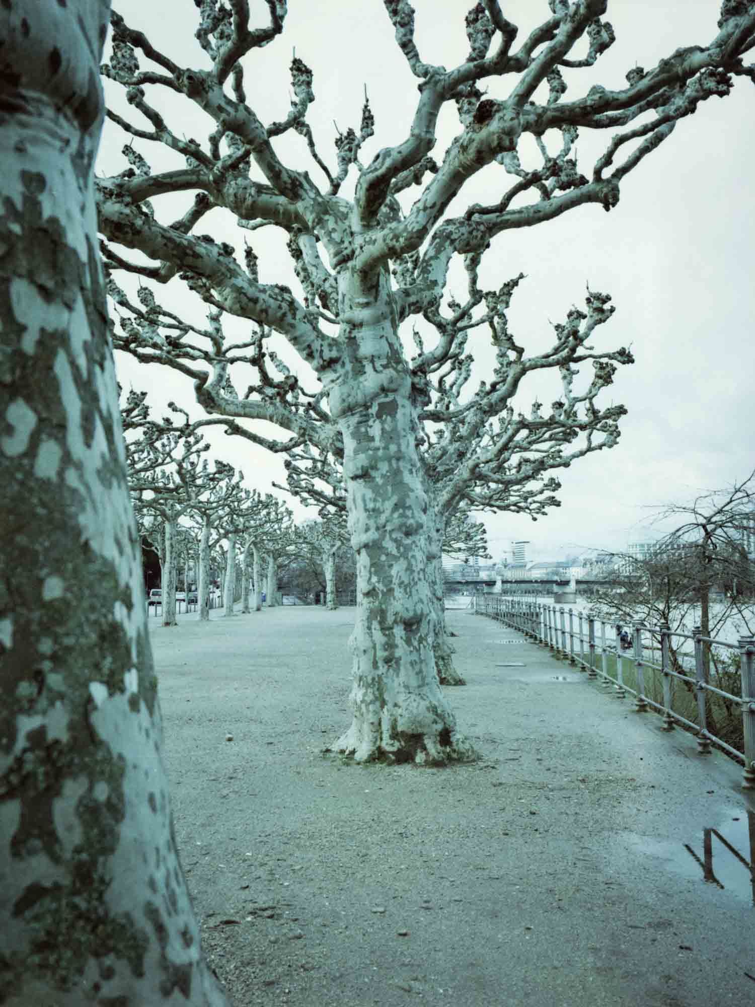 Baumreihe am Weg.