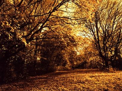 Wood path. Wood path.